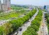 1.300 cây xanh có nguy cơ bị "giải tỏa" cho dự án mở rộng đường Phạm Văn Đồng, với những lời kết tội khiên cưỡng và lố bịch - Ảnh: plo.vn