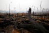 Rừng Amazon cháy rụi ở vùng Boca do Acre, Brazil (ngày 24-8-2019) - Ảnh: Bruno Kelly (Reuters)