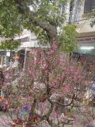 THÔNG BÁO VỀ LỄ HỘI MỪNG XUÂN MẬU TÝ 2008