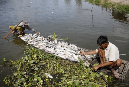 Cá nuôi của nông dân Bến Tre chết trắng kênh vì nước nhiễm mặn - Ảnh: Zing.vn (tháng 3-2016)