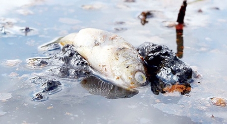 Nhiều loài cá nước ngọt chết trên ruộng tại Kiên Giang do nước mặn xâm nhập - Ảnh: “Tuổi Trẻ”