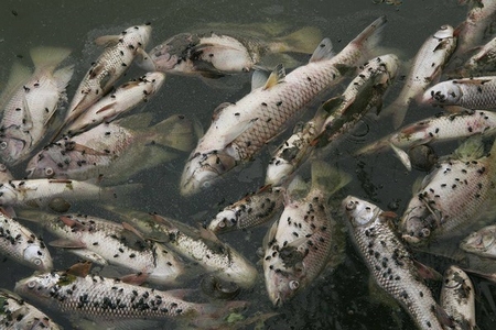 Cá chết hàng loạt trong những tuần qua ở nhiều tỉnh miền Trung làm dấy lên nỗi âu lo về thảm họa môi trưòng - Ảnh: laodong.com.vn