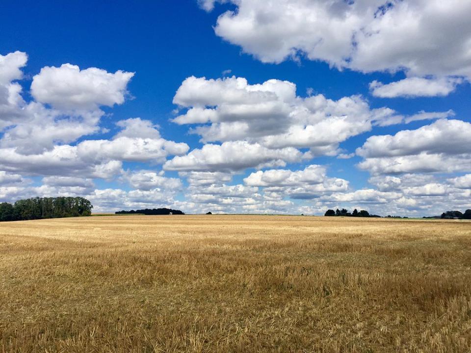 Cánh đồng lúa mỳ vàng cháy, dưới một bầu trời xanh cuộn mây như thế này, là hình ảnh cuối cùng còn đọng mãi trong tâm trí...