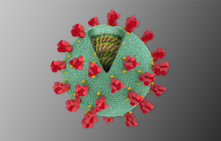 Cấu trúc bên trong của loại virus Vũ Hán - Ảnh: RCSB Protein Data Bank