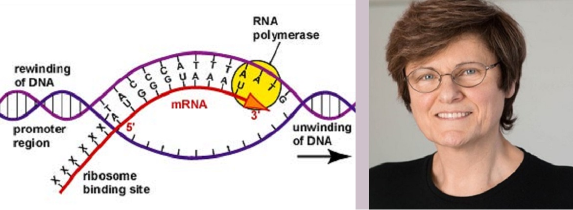mRNA, công nghệ mới được nhắc tới liên tục trên mặt báo trong những tháng gần đây