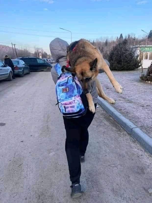 Một phụ nữ đi tản cư, bế theo một chú chó cưng già và không còn sức lực suốt 17 cây số để vượt qua biên giới Ukraine - Ảnh: twitter.com