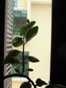 NẮNG CHƯA TẮT TRONG VƯỜN