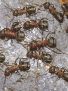 CHUYỆN VỀ TỔ KIẾN