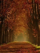 “Les Feuilles Mortes” – TUYỆT PHẨM CỦA SỰ TRỚ TRÊU CUỘC ĐỜI