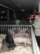 BÌNH NHƯỠNG SAU CÁI CHẾT CỦA “LÃNH TỤ KÍNH YÊU”