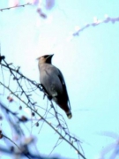 “THƯƠNG NHỚ MƯỜI HAI” TRONG “BỐN MÙA” CỦA MÁRAI SÁNDOR (Kỳ 2)