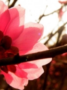 LAN MAN CHUYỆN HOA ÐÀO