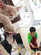 TIỆM “CÀ PHÊ MÈO” Ở VIENNA THU HÚT DU KHÁCH