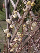 Truyện ngắn của Nguyễn Thị Kim Chi: BA LAN – MỘT THỜI ĐỂ NHỚ