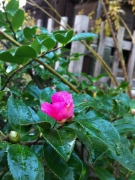 Chùm thơ của Khánh An: VẪN TIN RẰNG, MỘT NGÀY ANH SẼ ĐẾN