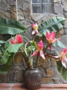 Chùm thơ các tác giả NCTG: CHO EM XIN MỘT NGÀY KHÔNG BIẾT NHỚ