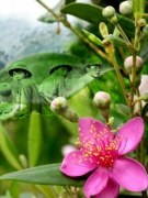 NHỮNG ĐỐT XƯƠNG TRAI