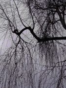 Truyện ngắn của Yên Thảo: BÓNG CHIỀU