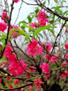 CHƯƠNG TRÌNH ĐÓN TẾT, MỪNG XUÂN GIÁP NGỌ 2014