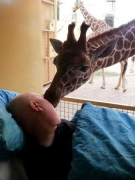 NỤ HÔN GIÃ TỪ CỦA CHÚ HƯƠU CAO CỔ