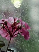 THÁNG SÁU TRỜI MƯA