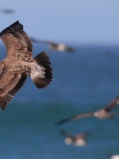 Truyện ngắn của Nguyễn Hồng Giang: CHUYỆN NHỮNG NGƯỜI PHƯƠNG XA