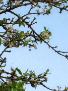 Ừ, ĐÃ XUÂN RỒI NHỈ